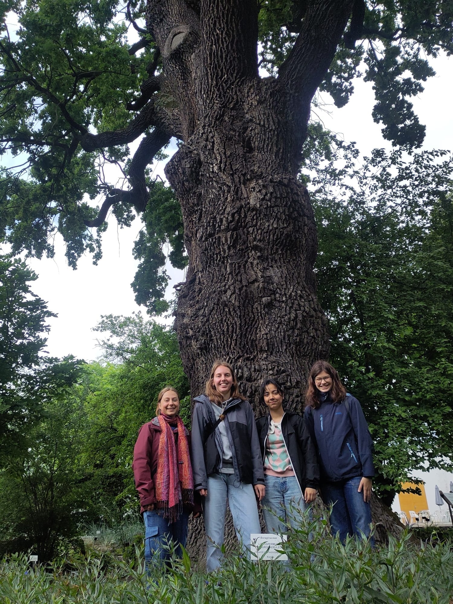 Jagiellonian Oak in Botanic Garden of the Jagiellonian University, ©Senan Gardiner